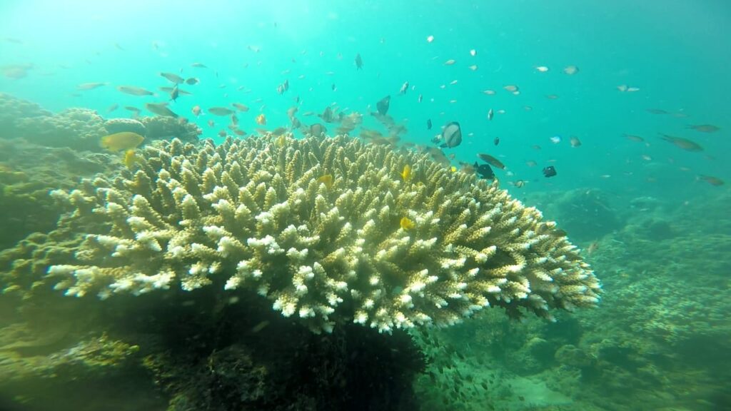 Terapi Kesehatan Laut: Seru dan Menyegarkan Bersama Ikan Warna-warni!